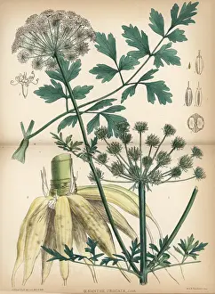 Hemlock: Hemlock water dropwort, Oenanthe crocata
