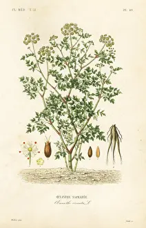 Flore: Hemlock water dropwort, Oenanthe crocata