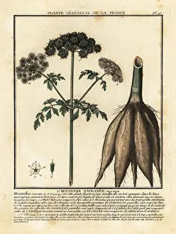 Colour Printing: Hemlock water-dropwort, Oenanthe crocata