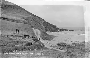 Cows: Hemmick Beach, Mevagissey