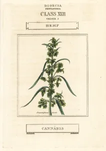 Narcotic: Hemp, Cannabis sativa