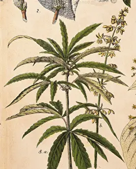 Hemp: Hemp (Cannabis sativa L.)