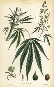 Hemp: Hemp or marijuana, Cannabis sativa