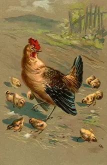 Brood: Hen and Brood