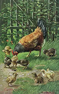 Gallus: HEN WITH CHICKS