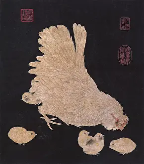 Hens: Hen and Chicks