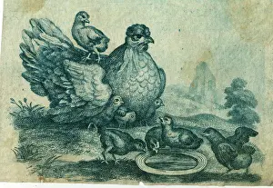 Hens: Hen and chicks