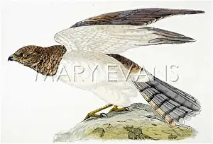 Cyaneus: HEN HARRIER
