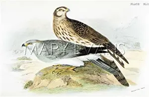 Cyaneus: HEN HARRIER