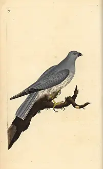 Cyaneus: Hen harrier, Circus cyaneus