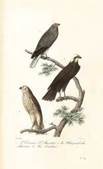 Achille Richard: Hen harrier, Eurasian marsh-harrier and Montagu's harrier