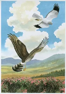 Gillmor: Hen Harriers