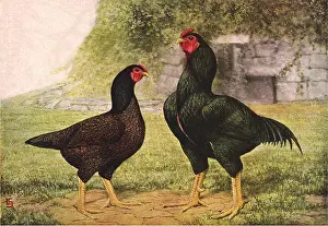Hens: Hen and Rooster