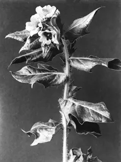 Herbalism: HENBANE