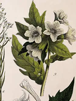 Leafs: Henbane plant