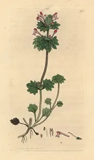 Lamium: Henbit dead-nettle, Lamium amplexicaule