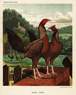 Leno: Henny or hennie game birds