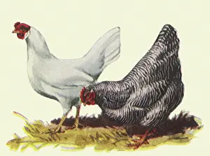 Comb: Two Hens