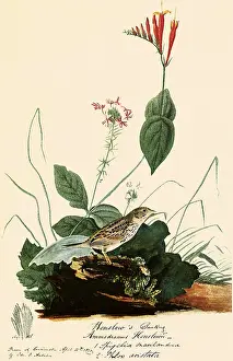Sparrow: Henslow's Sparrow