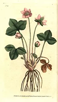 Hepatica: Hepatica or noble liverwort, Anemone hepatica
