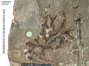 Palaeo: Hepaticites arcuatus