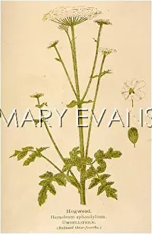 Hogweed: HERACLEUM SPHONDYLIUM