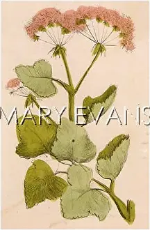 Parsnip: HERACLEUM SPHONDYLIUM