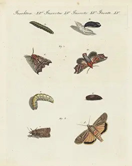 Chrysalis: Herald moth and large yellow underwing