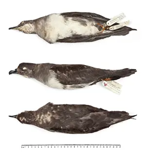 Ornithological: Herald petrel