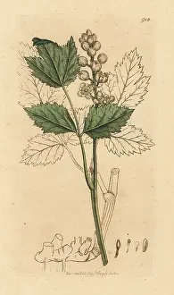Actaea: Herb Christopher or baneberries, Actaea spicata