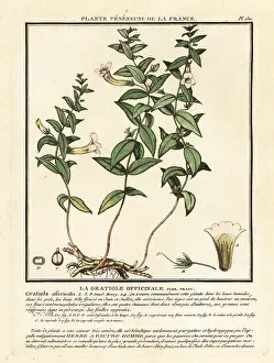 Colour Printing: Herb of grace, Gratiola officinalis
