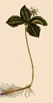 Spice: Herb Paris