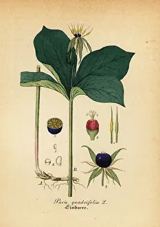 Artus: Herb Paris, Paris quadrifolia