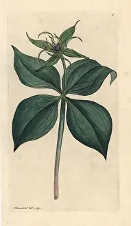 Quadrifolia: Herb Paris, Paris quadrifolia