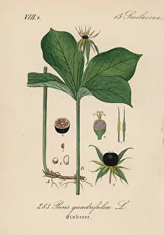 Quadrifolia: Herb Paris, Paris quadrifolia
