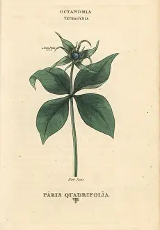 Duppa: Herb Paris, Paris quadrifolia