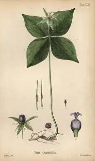 Homeopathy: Herb of Paris, Paris quadrifolia
