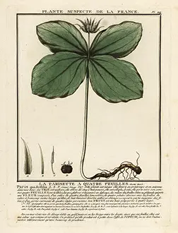 Colour Printing: Herb-paris, Paris quadrifolia
