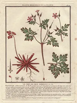 Bulliard: Herb Robert, Geranium robertianum