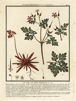 Plante Medicinale De La France: Herb-Robert, Geranium robertianum