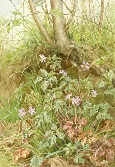 Geranium: Herb Robert growing in natural setting