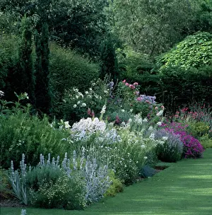 Calvados: Herbaceous Border with Hollyhocks, pinks etc