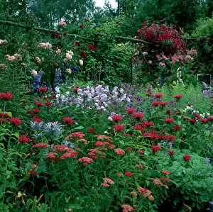 Herbaceous: Herbaceous Border ? July