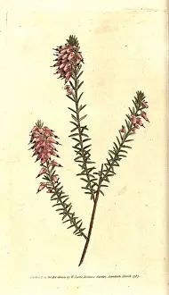 Herbaceous: Herbaceous heath, Erica herbacea