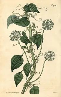 Herbaceous: Herbaceous smilax, Smilax herbacea