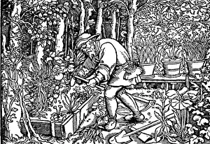 Herbalist: Herbalist with herbs