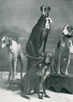 Oct19: Herbert's Dogs at the Hippodrome