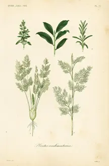 Corbie: Herbs, plantes condimentaires