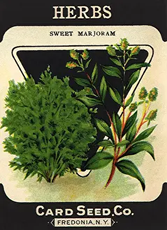 Spice: Herbs Seed Packet