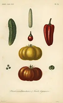 Corbie: Herbs and vegetables, plantes condimentaires